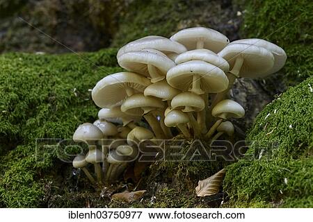 "Porcelain fungus (Oudemansiella mucida), Tinner Loh nature reserve, near Haren, Emsland, Lower Saxony, Germany, Europe" View Large Photo Image Stock Photo - "Porcelain fungus (Oudemansiella mucida), Tinner Loh nature reserve, near Haren, Emsland, Lower Saxony, Germany, Europe". Fotosearch