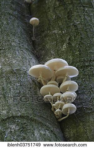 "Porcelain fungus (Oudemansiella mucida), Tinner Loh nature reserve, near Haren, Emsland, Lower Saxony, Germany, Europe" View Large Photo Image Stock Photo - "Porcelain fungus (Oudemansiella mucida), Tinner Loh nature reserve, near Haren, Emsland, Lower Saxony, Germany, Europe". Fotosearch