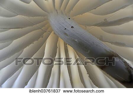 "Porcelain fungus (Oudemansiella mucida), Tinner Loh nature reserve, Emsland, Lower Saxony, Germany, Europe" View Large Photo Image Stock Photo - "Porcelain fungus (Oudemansiella mucida), Tinner Loh nature reserve, Emsland, Lower Saxony, Germany, Europe". Fotosearch