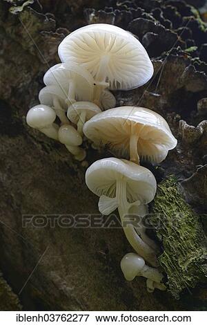 "Porcelain fungus (Oudemansiella mucida), Tinner Loh nature reserve, Emsland, Lower Saxony, Germany, Europe" View Large Photo Image Stock Photo - "Porcelain fungus (Oudemansiella mucida), Tinner Loh nature reserve, Emsland, Lower Saxony, Germany, Europe". Fotosearch