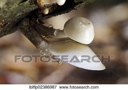"Porcelain Fungus (Oudemansiella mucida), fruiting bodies, growing on fallen beech tree, Clumber Park, Nottinghamshire, England, United Kingdom, Europe" View Large Photo Image Stock Photo - "Porcelain Fungus (Oudemansiella mucida), fruiting bodies, growing on fallen beech tree, Clumber Park, Nottinghamshire, England, United Kingdom, Europe". Fotosearch