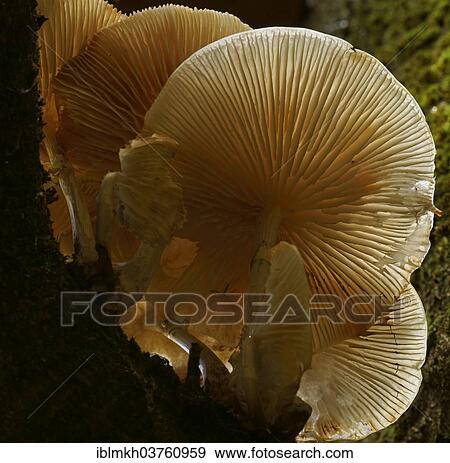 "Porcelain Fungus (Oudemansiella mucida), Hesse, Germany, Europe" View Large Photo Image Stock Photo - "Porcelain Fungus (Oudemansiella mucida), Hesse, Germany, Europe". Fotosearch