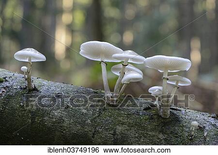 "Porcelain Fungus (Oudemansiella mucida), fruiting bodies, Lower Saxony, Germany, Europe" View Large Photo Image Stock Photograph - "Porcelain Fungus (Oudemansiella mucida), fruiting bodies, Lower Saxony, Germany, Europe". Fotosearch