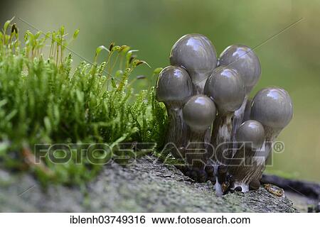 "Porcelain Fungus (Oudemansiella mucida), emerging mushrooms, Lower Saxony, Germany, Europe" View Large Photo Image Stock Photograph - "Porcelain Fungus (Oudemansiella mucida), emerging mushrooms, Lower Saxony, Germany, Europe". Fotosearch