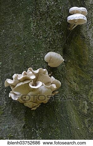 Stock Photograph - "Porcelain fungus (Oudemansiella mucida), above, and Panus conchatus (Panus conchatus), Tinner Loh nature reserve, near Haren, Emsland, Lower Saxony, Germany, Europe". Fotosearch