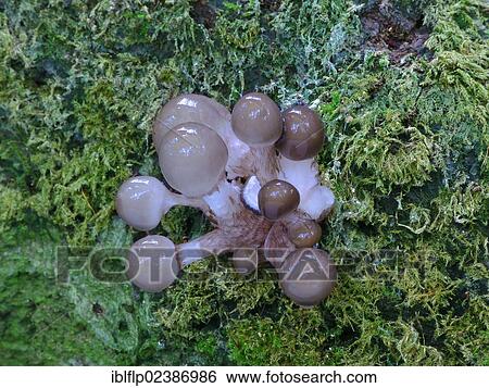 "Porcelain Fungus (Oudemansiella mucida), fruiting bodies, early stage, growing on dead wood, Leicestershire, England, United Kingdom, Europe" View Large Photo Image Stock Photograph - "Porcelain Fungus (Oudemansiella mucida), fruiting bodies, early stage, growing on dead wood, Leicestershire, England, United Kingdom, Europe". Fotosearch