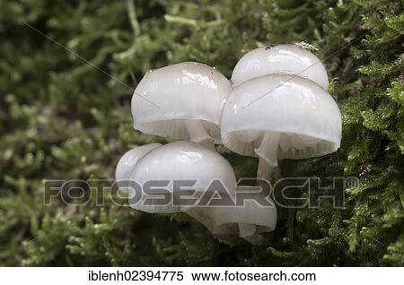 "Porcelain Fungus (Oudemansiella mucida), Tinner Loh, Haren, Emsland region, Lower Saxony, Germany, Europe" View Large Photo Image Stock Photography - "Porcelain Fungus (Oudemansiella mucida), Tinner Loh, Haren, Emsland region, Lower Saxony, Germany, Europe". Fotosearch