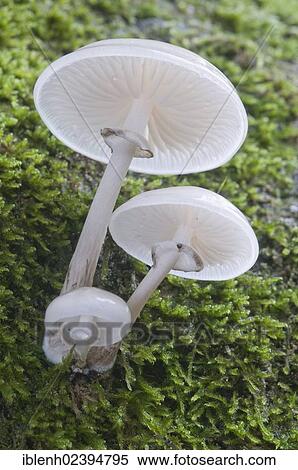 "Porcelain Fungus (Oudemansiella mucida), Tinner Loh, Haren, Emsland region, Lower Saxony, Germany, Europe" View Large Photo Image Stock Photography - "Porcelain Fungus (Oudemansiella mucida), Tinner Loh, Haren, Emsland region, Lower Saxony, Germany, Europe". Fotosearch