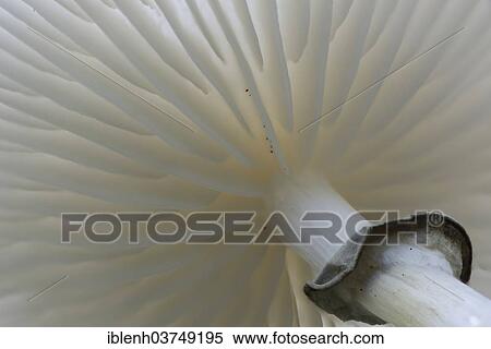 "Porcelain Fungus (Oudemansiella mucida), lamellas, Lower Saxony, Germany, Europe" View Large Photo Image Stock Photography - "Porcelain Fungus (Oudemansiella mucida), lamellas, Lower Saxony, Germany, Europe". Fotosearch
