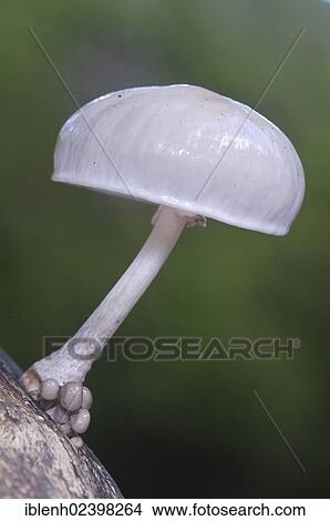 Picture - "Porcelain mushroom (Oudemansiella mucida), Tinner Loh nature reserve, Haren, Emsland, Lower Saxony, Germany, Europe". Fotosearch