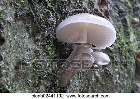 "Porcelain mushroom (Oudemansiella mucida), Tinner Loh, Haren, Emsland, Lower Saxony, Germany, Europe" View Large Photo Image Stock Image - "Porcelain mushroom (Oudemansiella mucida), Tinner Loh, Haren, Emsland, Lower Saxony, Germany, Europe". Fotosearch