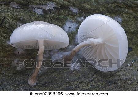"Porcelain mushrooms (Oudemansiella mucida), Tinner Dose-Sprakeler Heide nature reserve, Haren, Emsland, Lower Saxony, Germany, Europe" View Large Photo Image Stock Photography - "Porcelain mushrooms (Oudemansiella mucida), Tinner Dose-Sprakeler Heide nature reserve, Haren, Emsland, Lower Saxony, Germany, Europe". Fotosearch