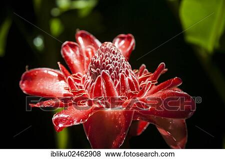 "Porcelain Rose, Torch Ginger or Ginger Flower (Etlingera elatior), Nationalpark Guadeloupe, Basse Terre, Guadeloupe, France, North America" View Large Photo Image Stock Photo - "Porcelain Rose, Torch Ginger or Ginger Flower (Etlingera elatior), Nationalpark Guadeloupe, Basse Terre, Guadeloupe, France, North America". Fotosearch