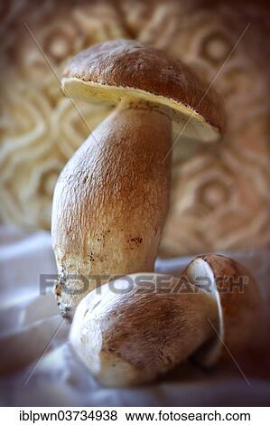 Porcino Mushrooms (Boletus edulis) View Large Photo Image Stock Photo - Porcino Mushrooms (Boletus edulis). Fotosearch
