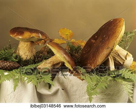 Stock Photograph - "Porcino mushrooms, France, Europe". Fotosearch