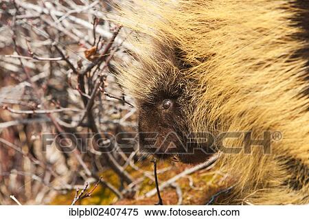 Stock Photography - "Porcupine, portrait, Alaska". Fotosearch