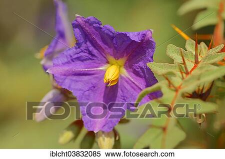 "Porcupine Tomato (Solanum pyracanthum), flower, native to Madagascar and the western Indian Ocean" View Large Photo Image Stock Photography - "Porcupine Tomato (Solanum pyracanthum), flower, native to Madagascar and the western Indian Ocean". Fotosearch