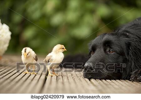 Portrait, black Hovawart and two chicks, animal friendship View Large Photo Image Stock Photo - Portrait, black Hovawart and two chicks, animal friendship. Fotosearch
