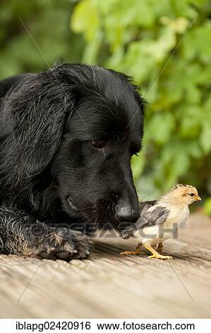 Stock Photograph - Portrait, black Hovawart and two chicks, animal friendship. Fotosearch