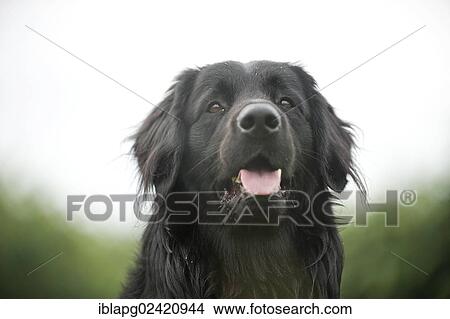 Picture - Portrait, black Hovawart. Fotosearch