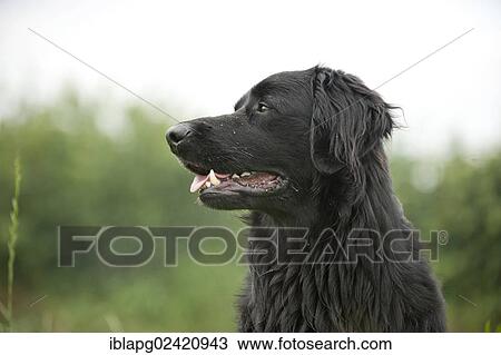 Portrait, black Hovawart View Large Photo Image Stock Image - Portrait, black Hovawart. Fotosearch