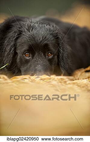 Portrait, black Hovawart View Large Photo Image Stock Image - Portrait, black Hovawart. Fotosearch
