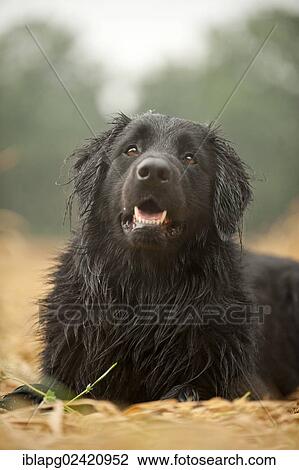Portrait, black Hovawart View Large Photo Image Stock Image - Portrait, black Hovawart. Fotosearch