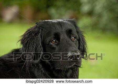 Portrait, black Hovawart View Large Photo Image Stock Photo - Portrait, black Hovawart. Fotosearch