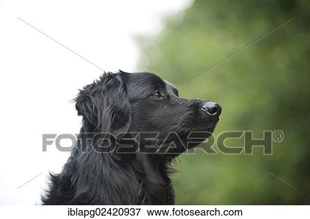 Portrait, black Hovawart View Large Photo Image Stock Photo - Portrait, black Hovawart. Fotosearch