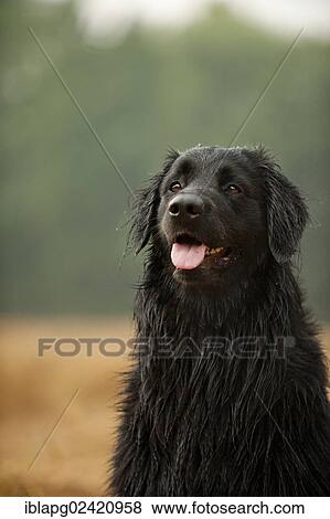 Portrait, black Hovawart View Large Photo Image Stock Photo - Portrait, black Hovawart. Fotosearch