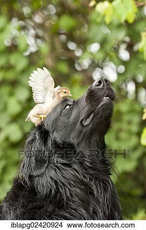 Portrait, black Hovawart with a chick on its head View Large Photo Image Picture - Portrait, black Hovawart with a chick on its head. Fotosearch