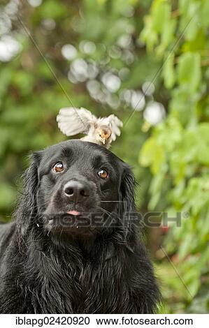 Portrait, black Hovawart with a chick on its head View Large Photo Image Stock Image - Portrait, black Hovawart with a chick on its head. Fotosearch