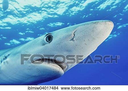 "Portrait, blue shark (Prionace glauca), Azores, Portugal, Europe" View Large Photo Image Picture - "Portrait, blue shark (Prionace glauca), Azores, Portugal, Europe". Fotosearch
