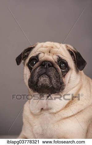 Portrait of a beige Pug View Large Photo Image Stock Image - Portrait of a beige Pug. Fotosearch