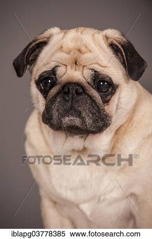 Stock Photography - Portrait of a beige Pug. Fotosearch