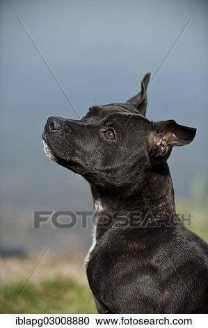 "Portrait of a dog, Old English Staffordshire Bull Terrier, The Netherlands, Europe" View Large Photo Image Stock Image - "Portrait of a dog, Old English Staffordshire Bull Terrier, The Netherlands, Europe". Fotosearch