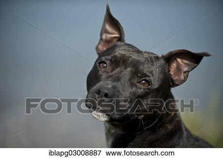 "Portrait of a dog, Old English Staffordshire Bull Terrier, The Netherlands, Europe" View Large Photo Image Stock Photo - "Portrait of a dog, Old English Staffordshire Bull Terrier, The Netherlands, Europe". Fotosearch