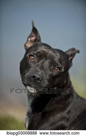 "Portrait of a dog, Old English Staffordshire Bull Terrier, The Netherlands, Europe" View Large Photo Image Stock Photo - "Portrait of a dog, Old English Staffordshire Bull Terrier, The Netherlands, Europe". Fotosearch