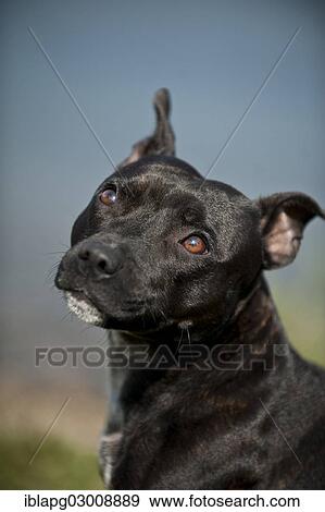 "Portrait of a dog, Old English Staffordshire Bull Terrier, The Netherlands, Europe" View Large Photo Image Stock Photo - "Portrait of a dog, Old English Staffordshire Bull Terrier, The Netherlands, Europe". Fotosearch