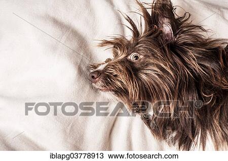 Portrait of a lying brown mixed-breed dog View Large Photo Image Stock Image - Portrait of a lying brown mixed-breed dog. Fotosearch
