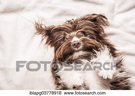 Portrait of a lying brown mixed-breed dog View Large Photo Image Stock Photo - Portrait of a lying brown mixed-breed dog. Fotosearch