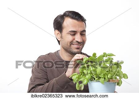 Portrait of a smiling man with basil View Large Photo Image Stock Image - Portrait of a smiling man with basil. Fotosearch