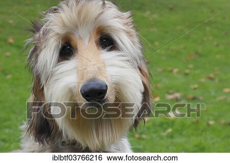 "Portrait of a young Afghan Hound, Germany, Europe" View Large Photo Image Stock Photograph - "Portrait of a young Afghan Hound, Germany, Europe". Fotosearch