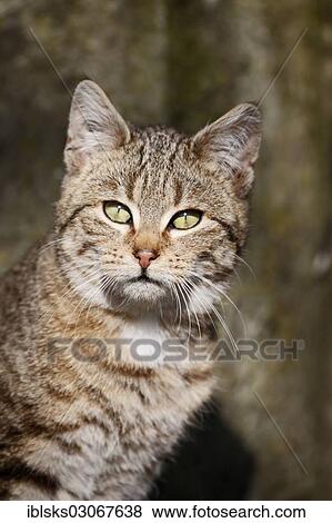 "Portrait of brown-tabby cat, Satteldorf, Hohenlohe, Baden-Wurttemberg, Germany, Europe" View Large Photo Image Stock Photo - "Portrait of brown-tabby cat, Satteldorf, Hohenlohe, Baden-Wurttemberg, Germany, Europe". Fotosearch