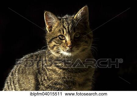 "Portrait, tabby cat" View Large Photo Image Stock Image - "Portrait, tabby cat". Fotosearch