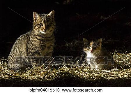 "Portrait, tabby cat with tortoiseshell kitten on straw" View Large Photo Image Stock Image - "Portrait, tabby cat with tortoiseshell kitten on straw". Fotosearch
