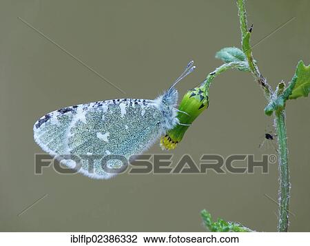 "Portuguese Dappled White (Euchloe tagis), adult, roosting on hawkweed flowerbud, Andalucia, Spain, Europe" View Large Photo Image Stock Image - "Portuguese Dappled White (Euchloe tagis), adult, roosting on hawkweed flowerbud, Andalucia, Spain, Europe". Fotosearch