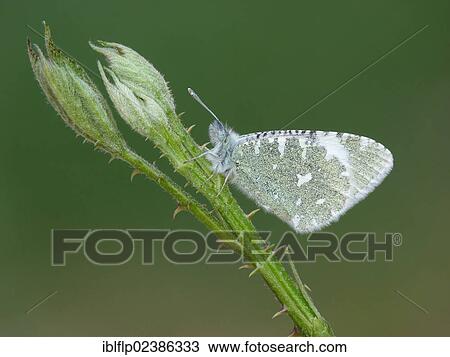 Stock Image - "Portuguese Dappled White (Euchloe tagis), adult, roosting on Dewberry (Rubus caesius) stem, Andalucia, Spain, Europe". Fotosearch