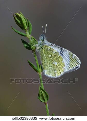 Stock Photography - "Portuguese Dappled White (Euchloe tagis), adult male, roosting on stem, Andalucia, Spain, Europe". Fotosearch