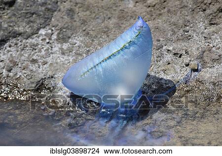 "Portuguese Man O' War or Portuguese Man-of-War (Physalia physalis), stranded, on a beach, Tenerife, Canary Islands, Spain, Europe" View Large Photo Image Picture - "Portuguese Man O' War or Portuguese Man-of-War (Physalia physalis), stranded, on a beach, Tenerife, Canary Islands, Spain, Europe". Fotosearch